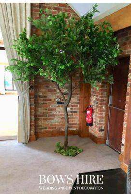 280cm Ficus Trees for hire by Bows Hire